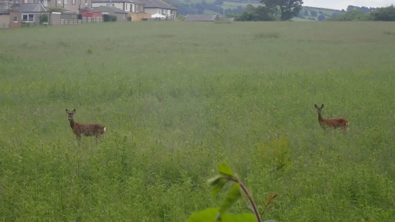 Deux chevreuils dans une prairie près d’habitations.