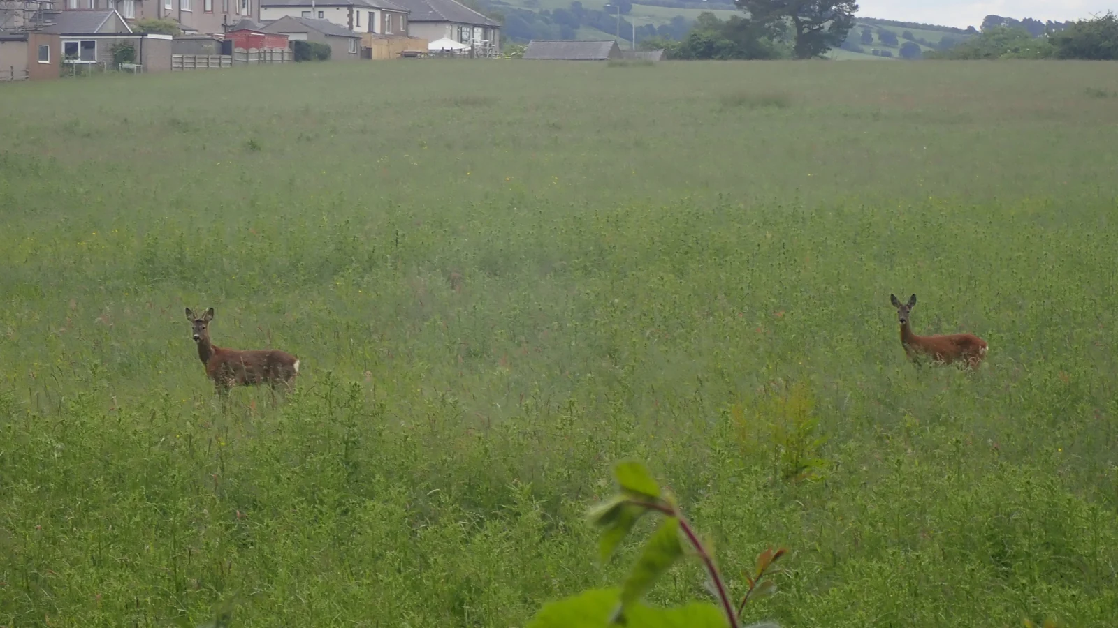 Deux chevreuils dans une prairie près d’habitations.